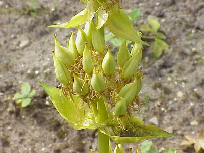 Genziana ad antere saldate