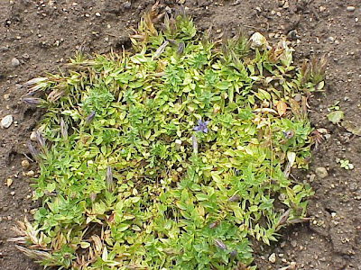 Crested gentian Crested gentian
