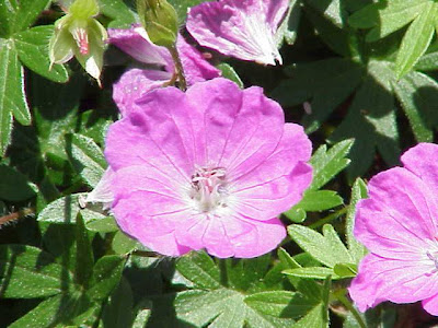 Bloody geranium Bloody geranium