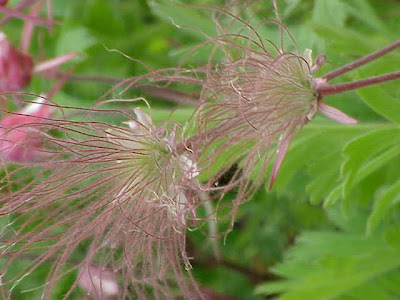 Prairiesmoke Prairiesmoke
