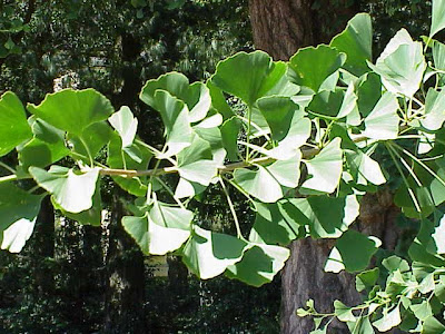 Common ginkgo Common ginkgo