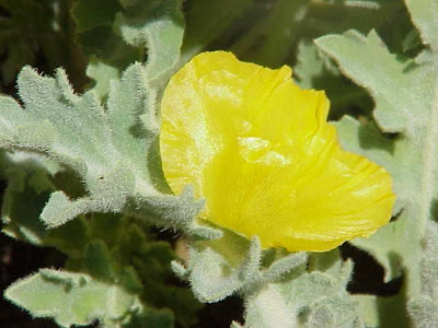 Horned-poppy Horned-poppy