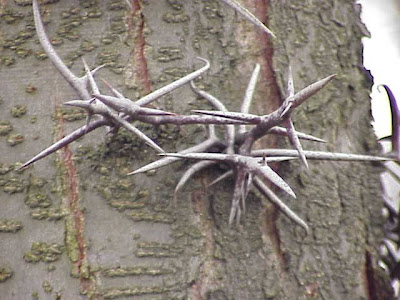 Chinese Honey Locust Chinese Honey Locust