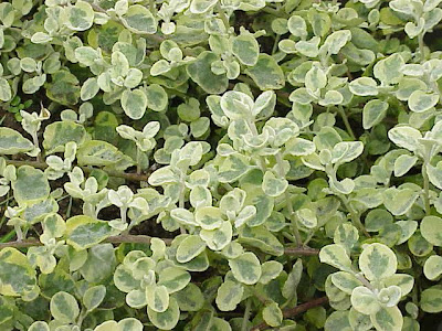 Dwarf Cudweed Dwarf Cudweed