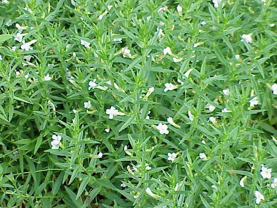 Gratiola,
hedge hyssop,
Hedge Nettle,
hedgehyssop