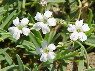 Creeping baby's-breath Creeping baby's-breath