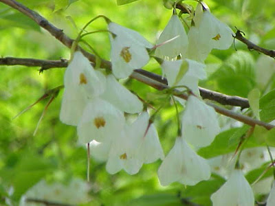 Halesia carolina,
Carolina silverbell,
Florida silverbell,
little silverbell,
mountain silverbell,
silverbell,
silverbell-tree,
snowdroptree