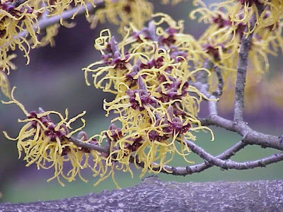 Japanese witch-hazel