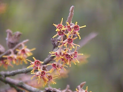 Ozark witch-hazel