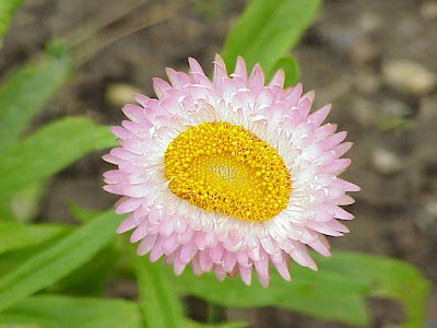 Bracted strawflower Bracted strawflower