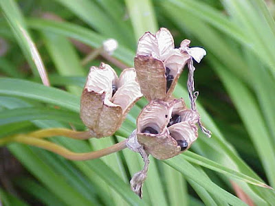 Xiao huang hua cai Xiao huang hua cai