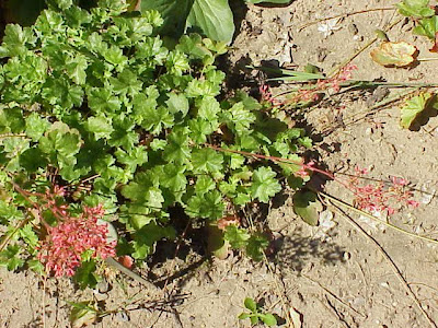 Coralbells Coralbells