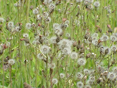 Fox-and-cubs