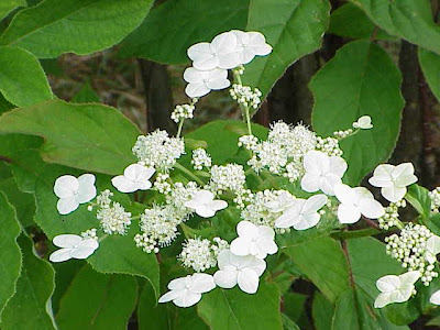 Hortensia de Virginie Hortensia de Virginie