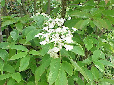 Hortensia de Virginie Hortensia de Virginie