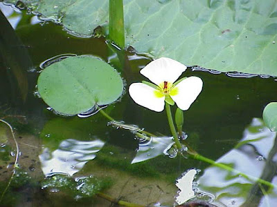 Waterpoppy Waterpoppy