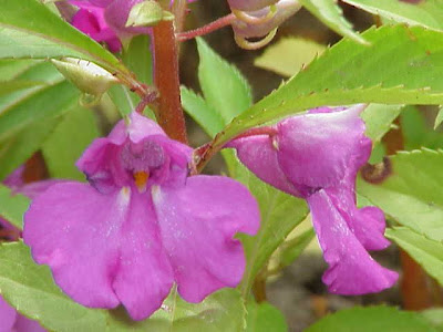 Impatiens balsamina,
Balsam,
balsamina,
Balsamina coltivata,
Balsamine,
balsamine des jardins,
Begli Uomini,
chachupina,
chico,
garden balsam,
Gartenspringkraut,
impatience,
madama,
rose balsam,
spotted snapweed,
touch-me-not