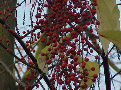 Idesia polycarpa