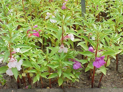 Impatiens balsamina,
Balsam,
balsamina,
Balsamina coltivata,
Balsamine,
balsamine des jardins,
Begli Uomini,
chachupina,
chico,
garden balsam,
Gartenspringkraut,
impatience,
madama,
rose balsam,
spotted snapweed,
touch-me-not