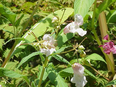 Balsamina ghiandolosa Balsamina ghiandolosa