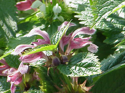 Lamium orvala L.