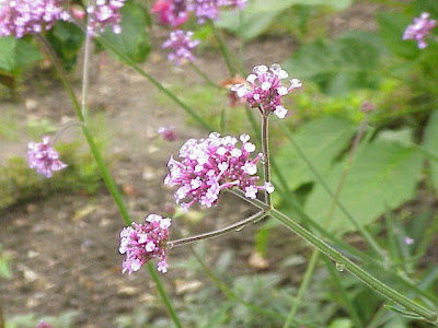 Erva-de-grilo