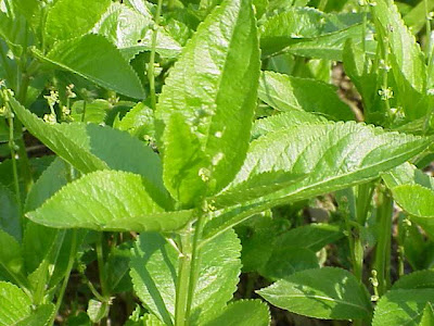 Mercurialis ovata Sternb. et Hoppe
