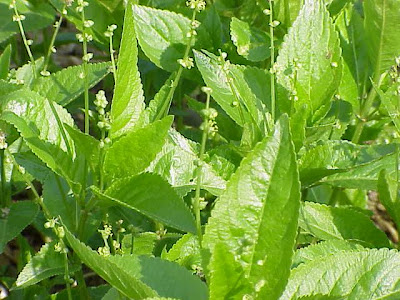 Mercurialis ovata Sternb. et Hoppe