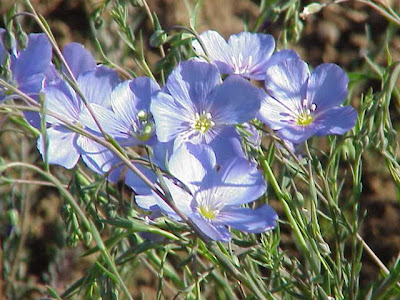 Blue flax