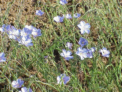 Blue flax