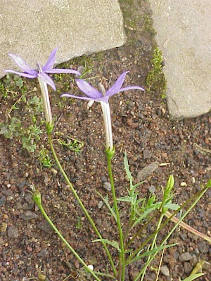Ixotoma axillaris