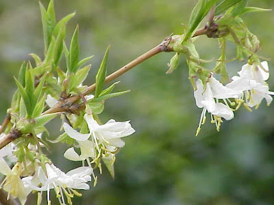 Fragrant honeysuckle