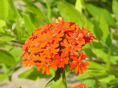 Croiz de Jérusalem Croiz de Jérusalem