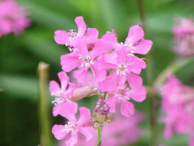 Clammy campion Clammy campion