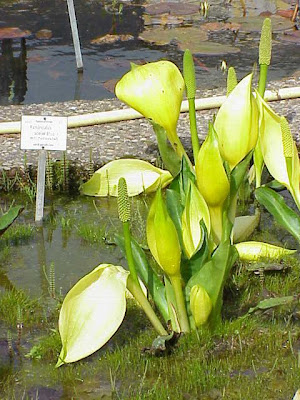 American skunkcabbage American skunkcabbage
