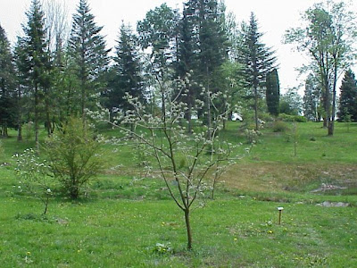 Maackia amurensis,
Amur maackia