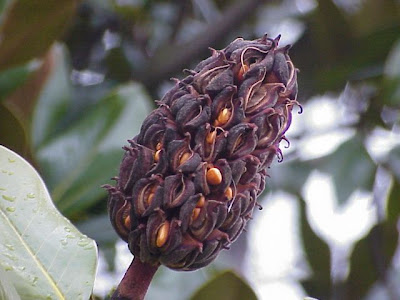 Magnolia grandiflora,
bull bay,
laurier tulipier,
Loblolly Magnolia,
Magnolia,
southern magnolia,
taisan-boku,
Victoria Magnolia