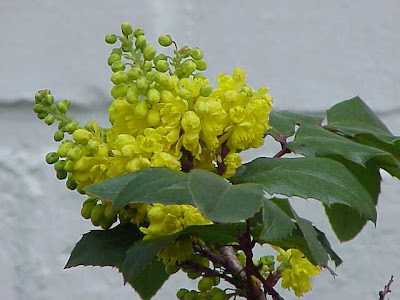 Gewöhnliche Mahonie Gewöhnliche Mahonie