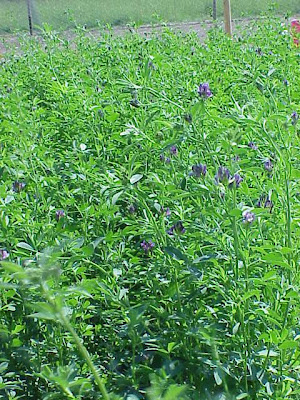 Alfalfa Alfalfa