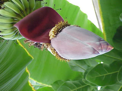 Dwarf banana