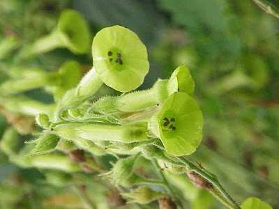 Jasmine tobacco