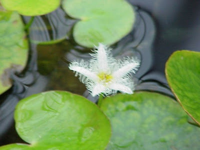 Gagabuta