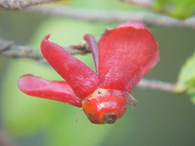 Ochna serrula