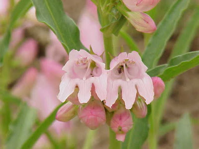 Beak-flower beardtongue Beak-flower beardtongue