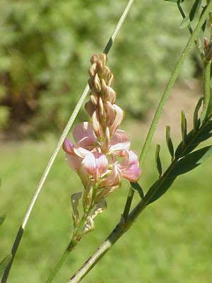 Sainfoin Sainfoin