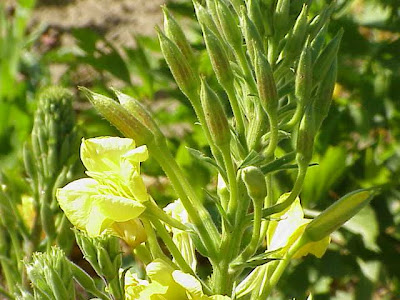 Evening Primrose Evening Primrose