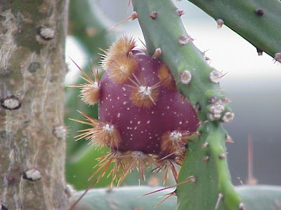 Brazil prickleypear Brazil prickleypear