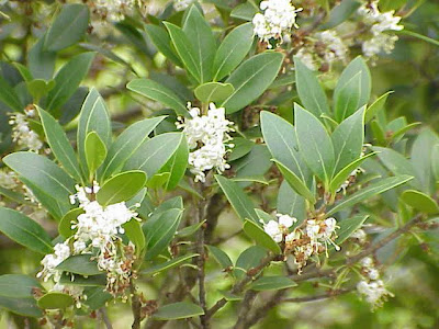False Holly False Holly