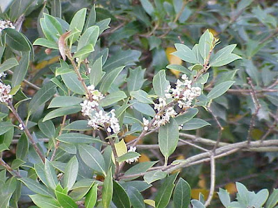 False Holly False Holly