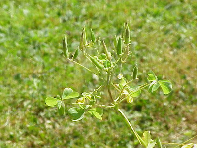 Upright yellow woodsorrel